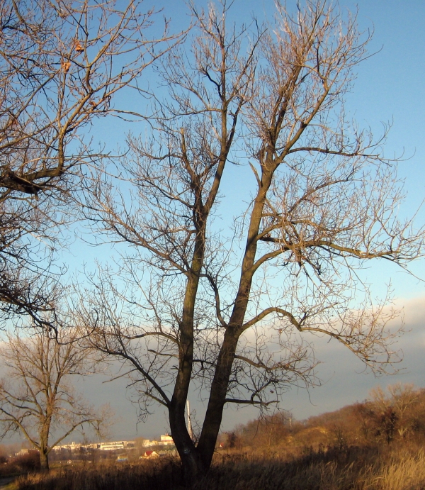 Creation of the strip and the tree: Step 1